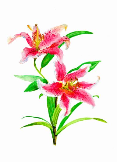 illustration fleurs aquarelle 