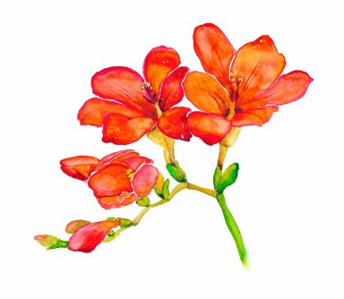 illustration fleurs aquarelle